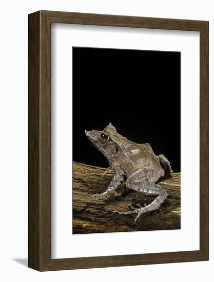 Ceratobatrachus Guentheri (Gunther's Triangle Frog)-Paul Starosta-Framed Photographic Print