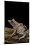 Ceratobatrachus Guentheri (Gunther's Triangle Frog)-Paul Starosta-Mounted Photographic Print