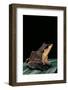 Ceratobatrachus Guentheri (Gunther's Triangle Frog)-Paul Starosta-Framed Photographic Print