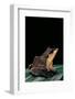 Ceratobatrachus Guentheri (Gunther's Triangle Frog)-Paul Starosta-Framed Photographic Print