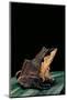 Ceratobatrachus Guentheri (Gunther's Triangle Frog)-Paul Starosta-Mounted Photographic Print