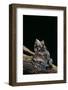 Ceratobatrachus Guentheri (Gunther's Triangle Frog)-Paul Starosta-Framed Photographic Print