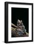 Ceratobatrachus Guentheri (Gunther's Triangle Frog)-Paul Starosta-Framed Photographic Print