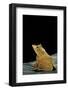 Ceratobatrachus Guentheri (Gunther's Triangle Frog)-Paul Starosta-Framed Photographic Print