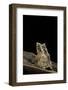 Ceratobatrachus Guentheri (Gunther's Triangle Frog)-Paul Starosta-Framed Photographic Print