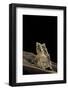 Ceratobatrachus Guentheri (Gunther's Triangle Frog)-Paul Starosta-Framed Photographic Print