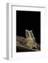 Ceratobatrachus Guentheri (Gunther's Triangle Frog)-Paul Starosta-Framed Photographic Print