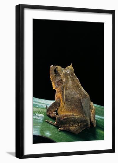 Ceratobatrachus Guentheri (Gunther's Triangle Frog)-Paul Starosta-Framed Photographic Print