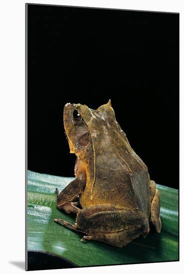 Ceratobatrachus Guentheri (Gunther's Triangle Frog)-Paul Starosta-Mounted Photographic Print