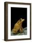Ceratobatrachus Guentheri (Gunther's Triangle Frog)-Paul Starosta-Framed Photographic Print