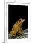 Ceratobatrachus Guentheri (Gunther's Triangle Frog)-Paul Starosta-Framed Photographic Print