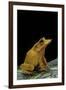 Ceratobatrachus Guentheri (Gunther's Triangle Frog)-Paul Starosta-Framed Photographic Print