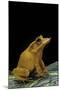 Ceratobatrachus Guentheri (Gunther's Triangle Frog)-Paul Starosta-Mounted Photographic Print