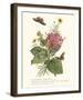 Ceratocephamus, Martynia and Narcissus-Georg Ehret-Framed Giclee Print