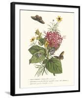 Ceratocephamus, Martynia and Narcissus-Georg Ehret-Framed Giclee Print