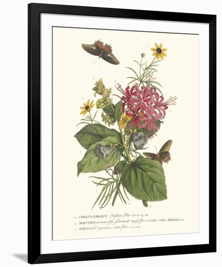 Ceratocephamus, Martynia and Narcissus-Georg Ehret-Framed Giclee Print