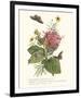 Ceratocephamus, Martynia and Narcissus-Georg Ehret-Framed Giclee Print