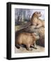 Ceratogaulus-null-Framed Photographic Print