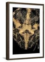 Ceratophrys Cranwelli (Cranwell's Horned Frog, Chacoan Horned Frog)-Paul Starosta-Framed Photographic Print