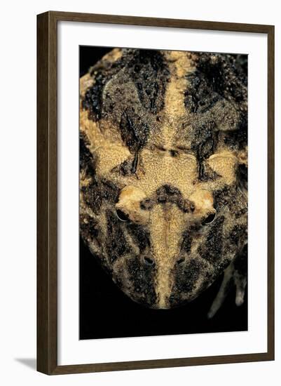 Ceratophrys Cranwelli (Cranwell's Horned Frog, Chacoan Horned Frog)-Paul Starosta-Framed Photographic Print