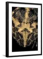 Ceratophrys Cranwelli (Cranwell's Horned Frog, Chacoan Horned Frog)-Paul Starosta-Framed Photographic Print