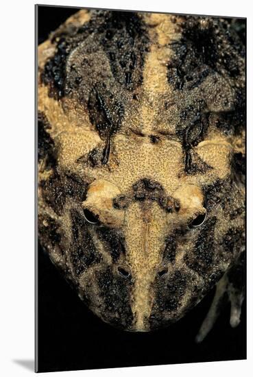 Ceratophrys Cranwelli (Cranwell's Horned Frog, Chacoan Horned Frog)-Paul Starosta-Mounted Photographic Print