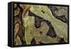 Ceratophrys Cranwelli X Cornuta (Horned Frog)-Paul Starosta-Framed Stretched Canvas