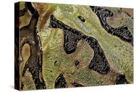 Ceratophrys Cranwelli X Cornuta (Horned Frog)-Paul Starosta-Stretched Canvas