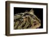 Ceratophrys Cranwelli X Cornuta (Horned Frog)-Paul Starosta-Framed Photographic Print