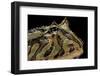 Ceratophrys Cranwelli X Cornuta (Horned Frog)-Paul Starosta-Framed Photographic Print