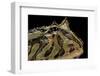 Ceratophrys Cranwelli X Cornuta (Horned Frog)-Paul Starosta-Framed Photographic Print