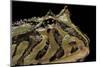 Ceratophrys Cranwelli X Cornuta (Horned Frog)-Paul Starosta-Mounted Photographic Print