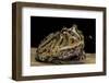 Ceratophrys Cranwelli X Cornuta (Horned Frog)-Paul Starosta-Framed Photographic Print