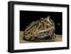 Ceratophrys Cranwelli X Cornuta (Horned Frog)-Paul Starosta-Framed Photographic Print