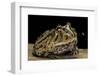 Ceratophrys Cranwelli X Cornuta (Horned Frog)-Paul Starosta-Framed Photographic Print