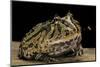 Ceratophrys Cranwelli X Cornuta (Horned Frog)-Paul Starosta-Mounted Photographic Print