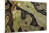 Ceratophrys Cranwelli X Cornuta (Horned Frog)-Paul Starosta-Mounted Photographic Print