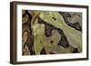 Ceratophrys Cranwelli X Cornuta (Horned Frog)-Paul Starosta-Framed Photographic Print