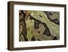 Ceratophrys Cranwelli X Cornuta (Horned Frog)-Paul Starosta-Framed Photographic Print