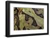 Ceratophrys Cranwelli X Cornuta (Horned Frog)-Paul Starosta-Framed Photographic Print