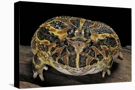 Ceratophrys Ornata (Ornate Horned Frog, Escuerzo)-Paul Starosta-Stretched Canvas