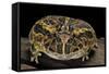 Ceratophrys Ornata (Ornate Horned Frog, Escuerzo)-Paul Starosta-Framed Stretched Canvas