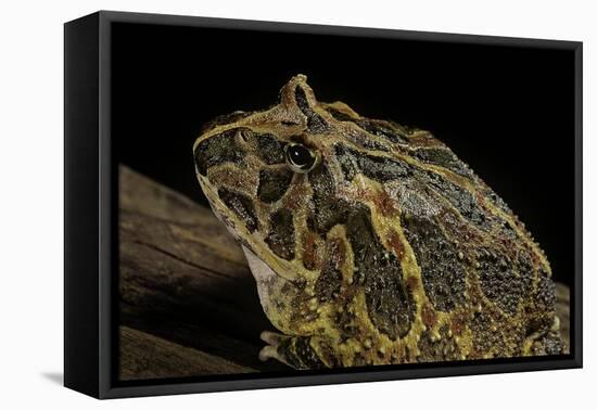Ceratophrys Ornata (Ornate Horned Frog, Escuerzo)-Paul Starosta-Framed Stretched Canvas