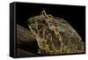 Ceratophrys Ornata (Ornate Horned Frog, Escuerzo)-Paul Starosta-Framed Stretched Canvas