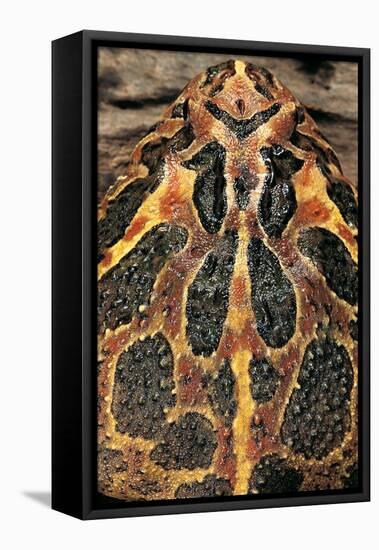 Ceratophrys Ornata (Ornate Horned Frog, Escuerzo)-Paul Starosta-Framed Stretched Canvas