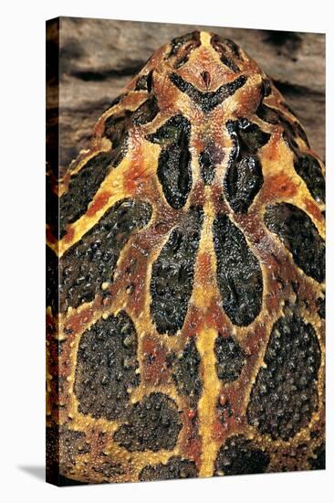 Ceratophrys Ornata (Ornate Horned Frog, Escuerzo)-Paul Starosta-Stretched Canvas