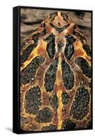 Ceratophrys Ornata (Ornate Horned Frog, Escuerzo)-Paul Starosta-Framed Stretched Canvas