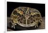 Ceratophrys Ornata (Ornate Horned Frog, Escuerzo)-Paul Starosta-Framed Photographic Print