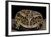 Ceratophrys Ornata (Ornate Horned Frog, Escuerzo)-Paul Starosta-Framed Photographic Print