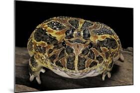 Ceratophrys Ornata (Ornate Horned Frog, Escuerzo)-Paul Starosta-Mounted Photographic Print